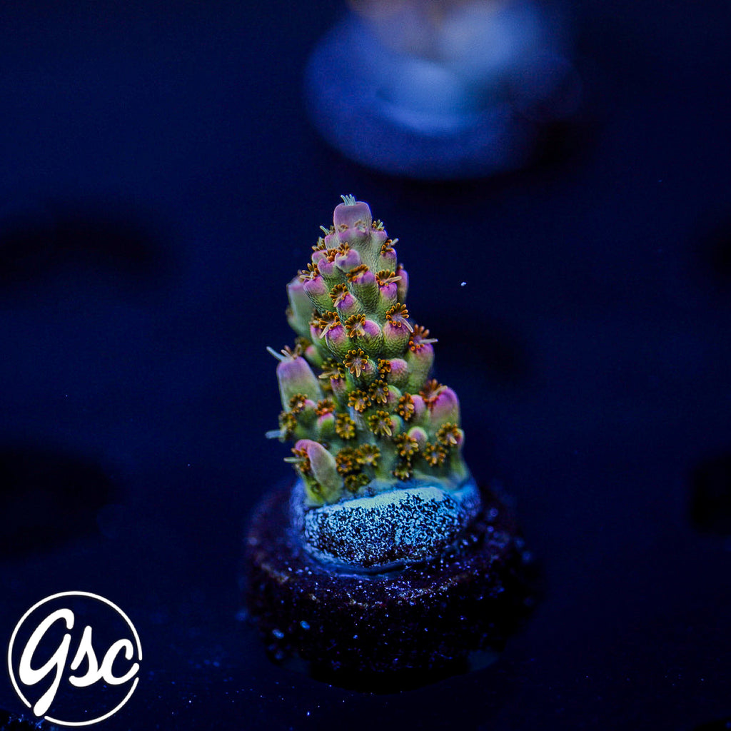 GSC Lady Luck Acro #1 (NEW RELEASE)