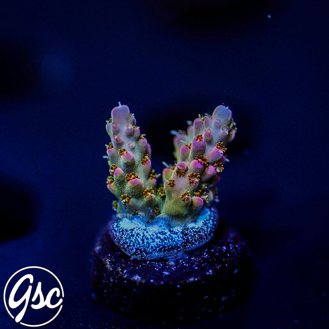 GSC Lady Luck Acro #2 (NEW RELEASE)