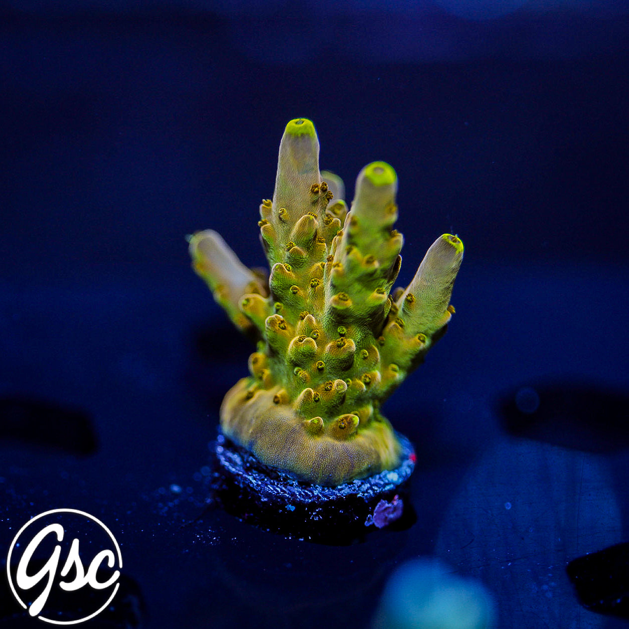 CB Golden Jawdropper Acro #1