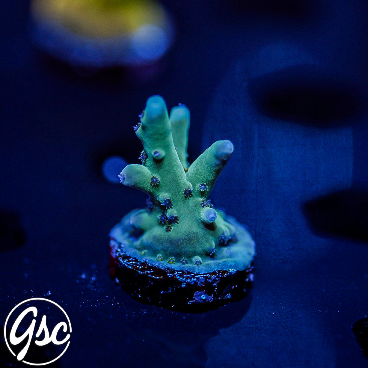 WWC White Walker Acro #1