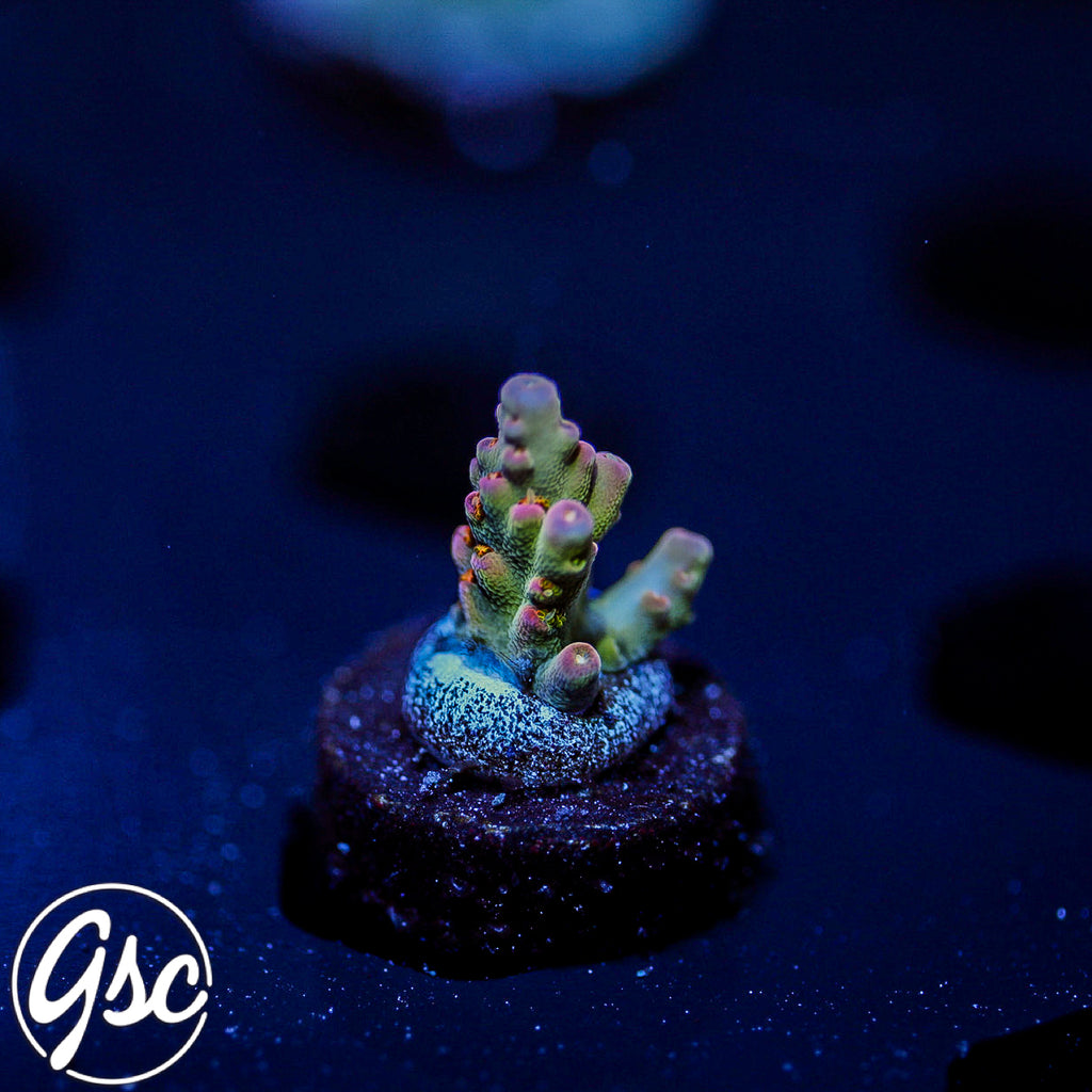 GSC Lady Luck Acro #3 (NEW RELEASE)