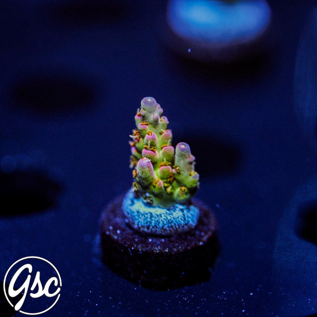 GSC Lady Luck Acro #4 (NEW RELEASE)