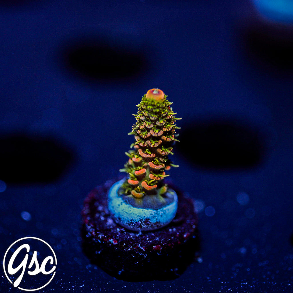 ASD Rainbow Millie Acro #1