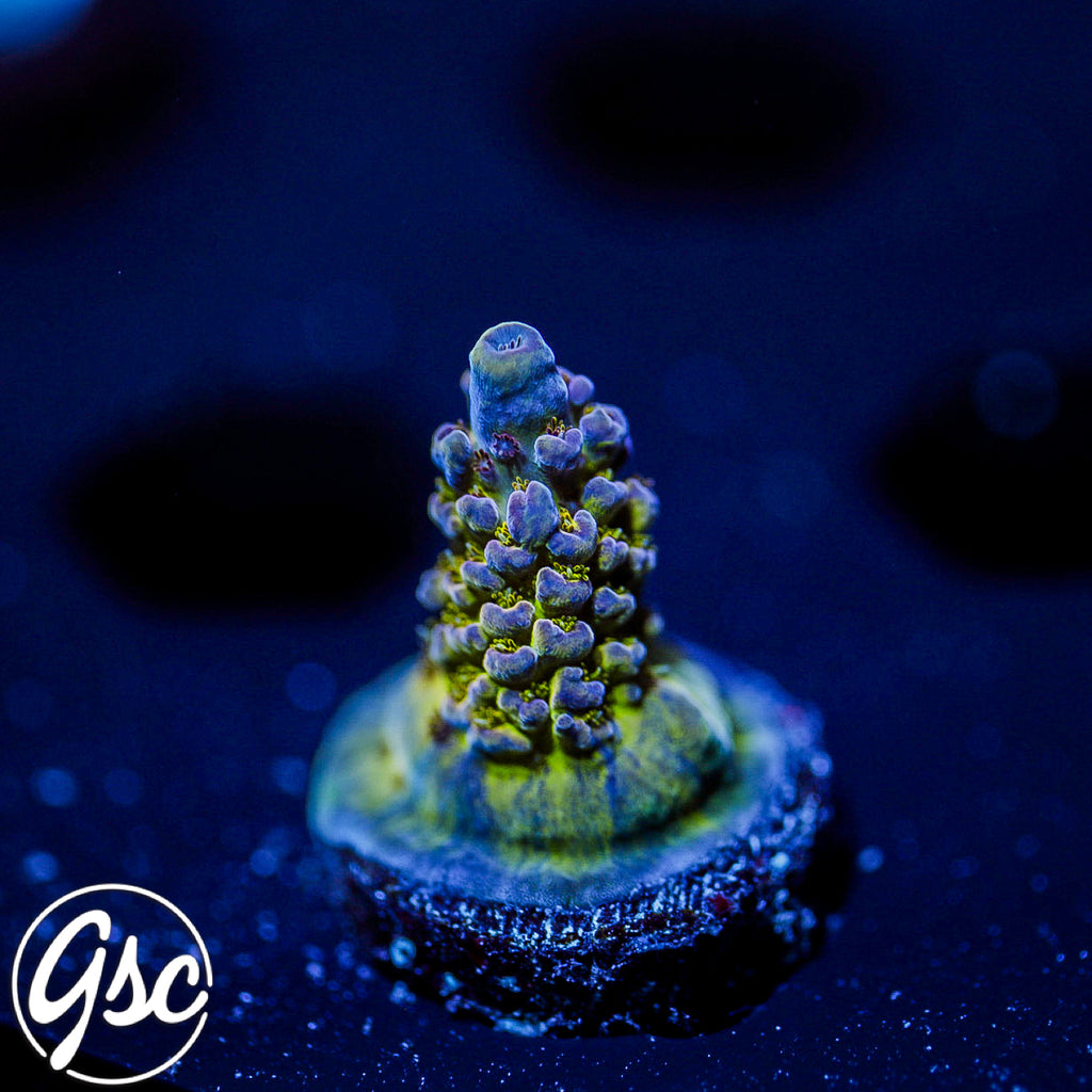 GSC Sonic Boom Acro #1 (Re-Release)