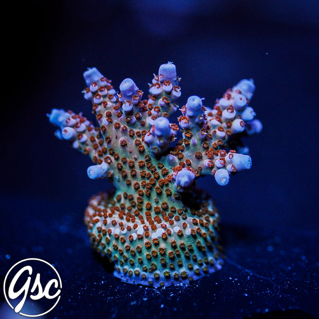 ARC Fireworks Acro #1 (Chunky)