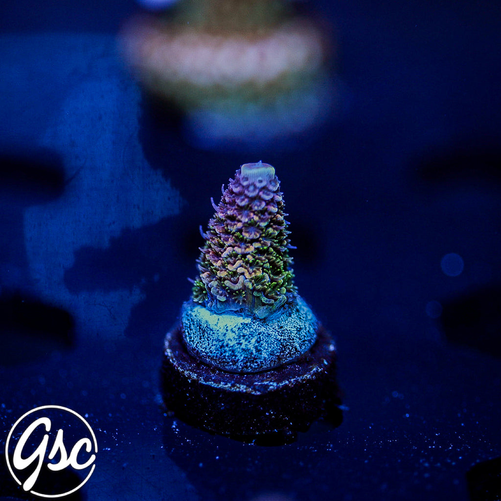 GSC Oppenheimer Acro #1 (New Release)