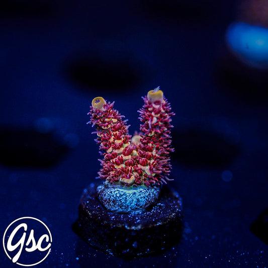 TGC Mercury Rising Acro #2 (Prostrata)