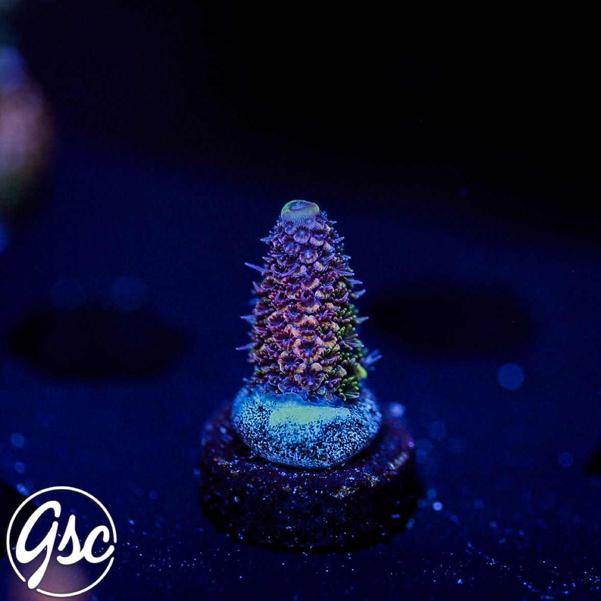 GSC Oppenheimer Acro #2 (New Release)