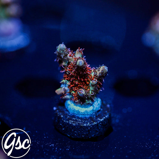 GSC Cell Max Acro #1