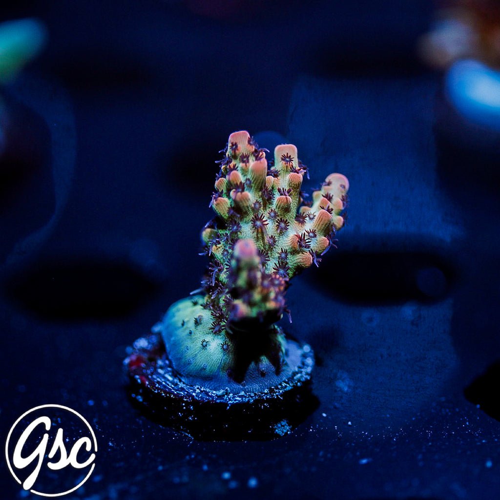 CC Blaze Of Glory Acro #1