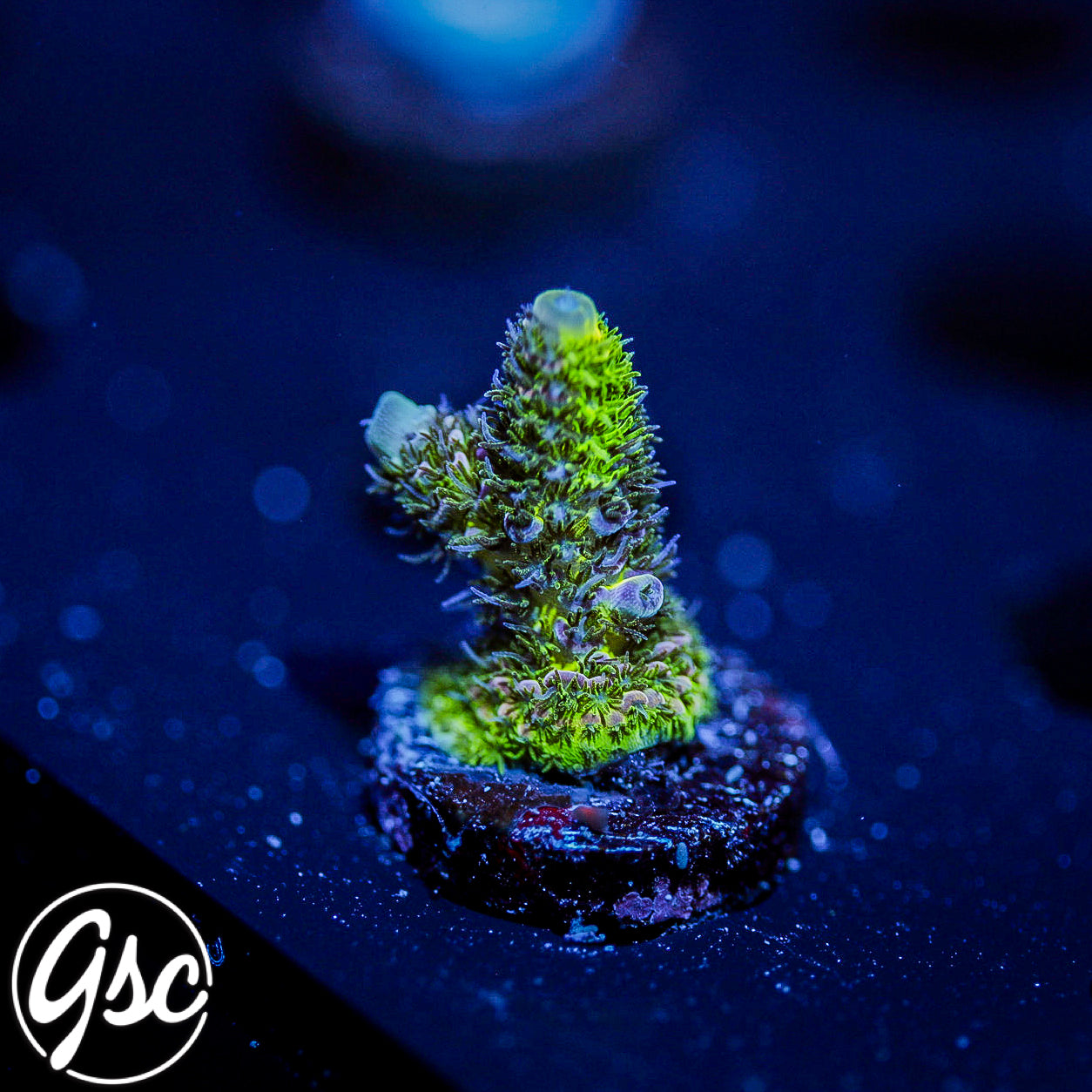 ReefWorks College Fund Acro #3