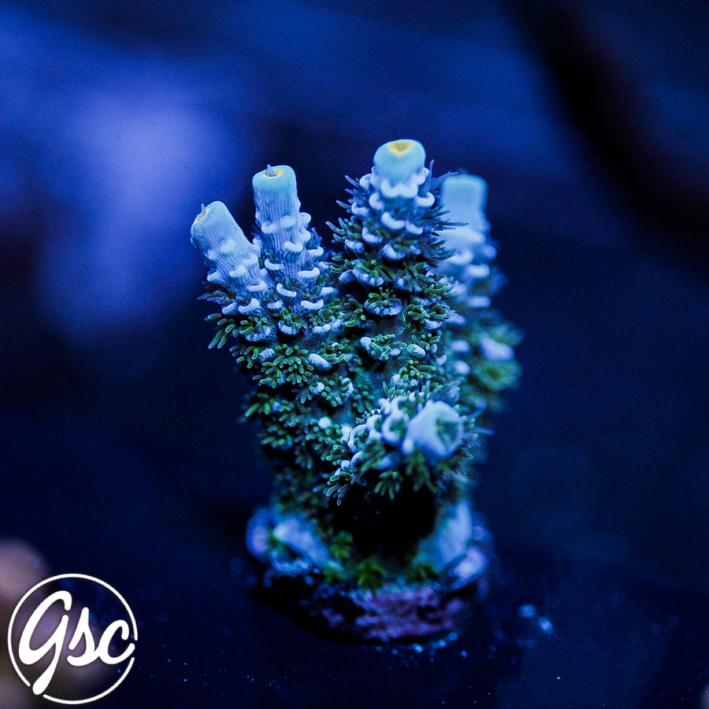 GSC Blues Clues Tenuis Acro #1 (Chunky)