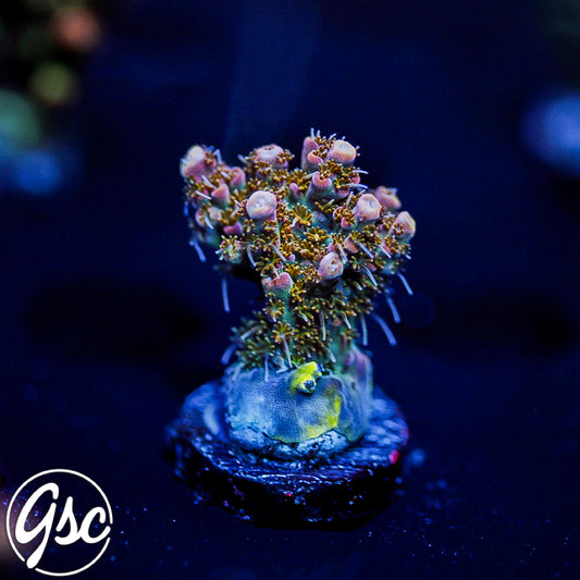 CC Voodoo Magic Acro #2