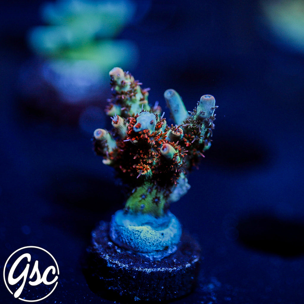 GSC Cell Max Acro #2