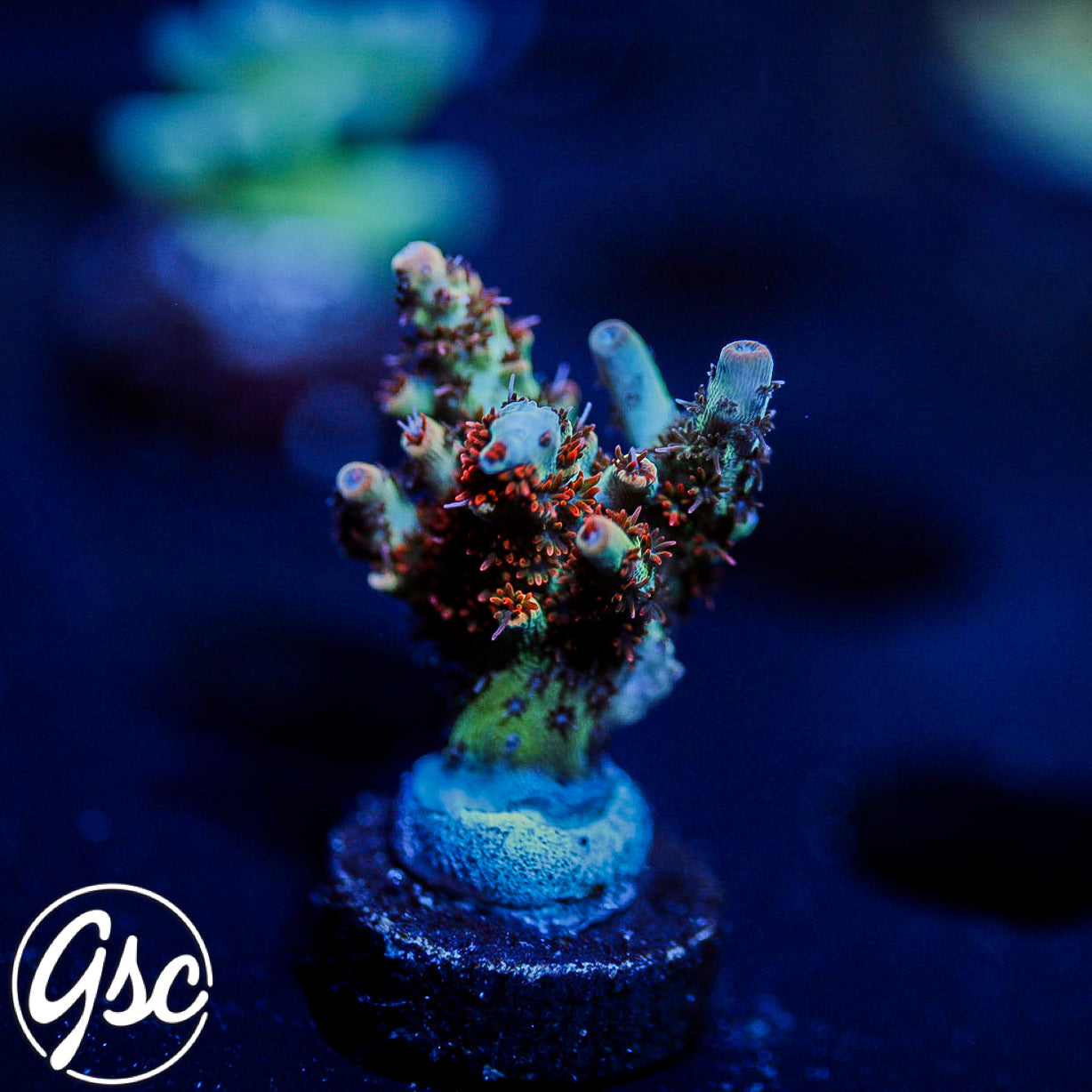 GSC Cell Max Acro #2