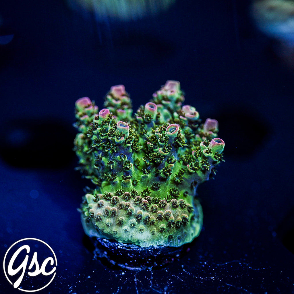 Defugiums Carebear Acro #2