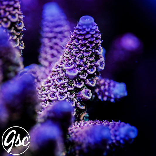 GSC Oppenheimer Acro #2 (New Release)