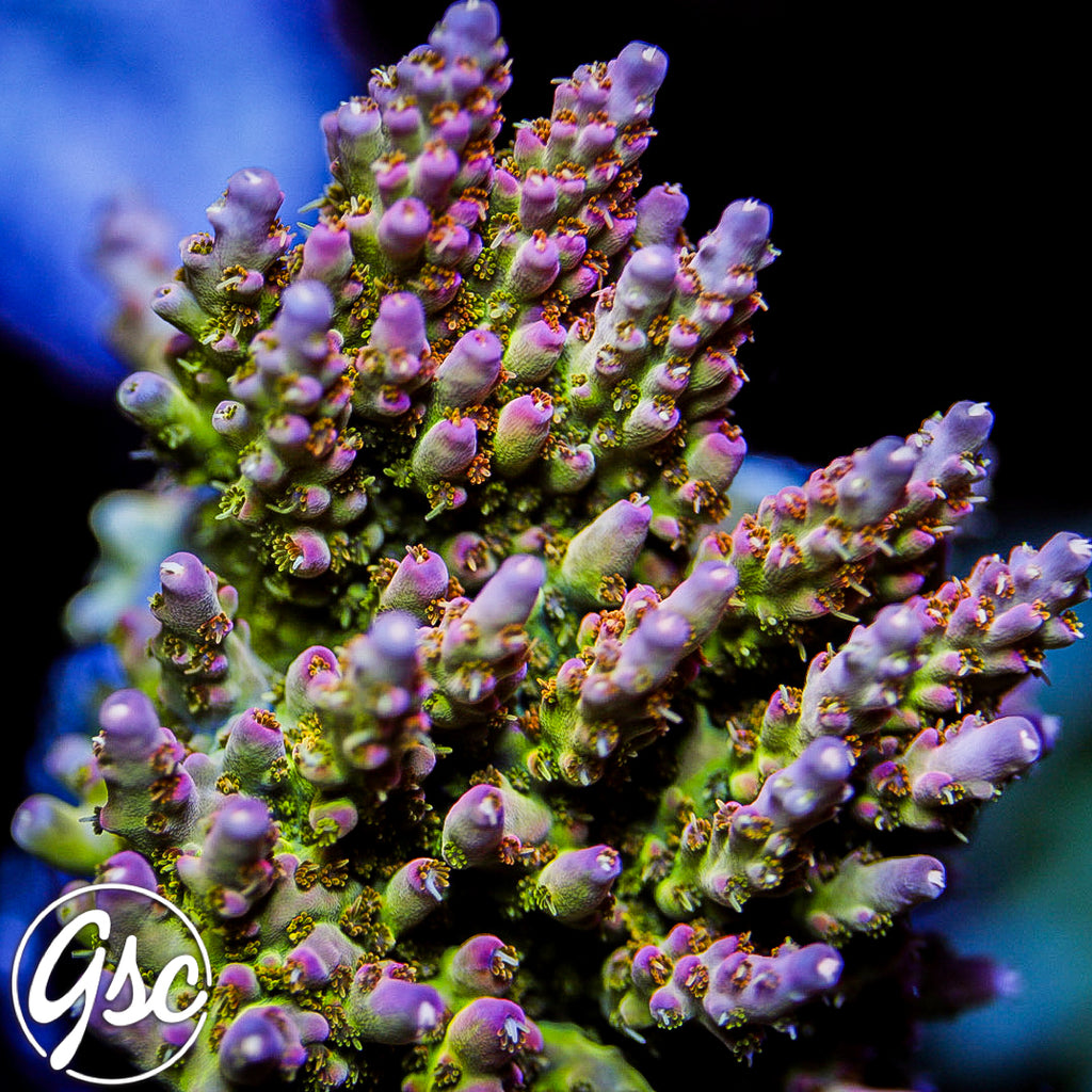 GSC Lady Luck Acro #3 (NEW RELEASE)