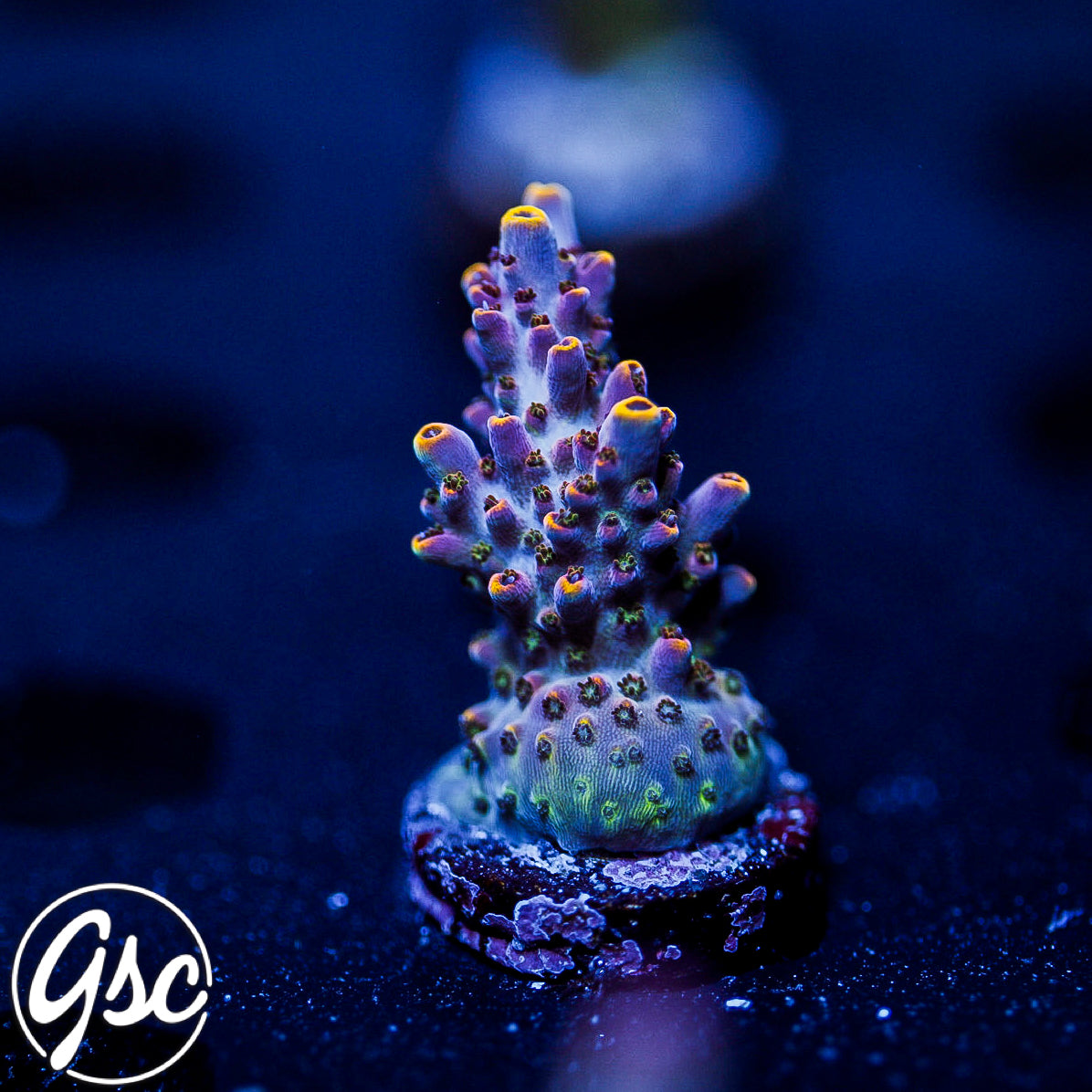 All Delights Ultra Clathrata Acro #4