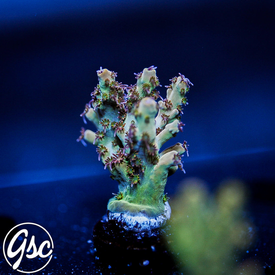 Gregs Unicorn Acro #4