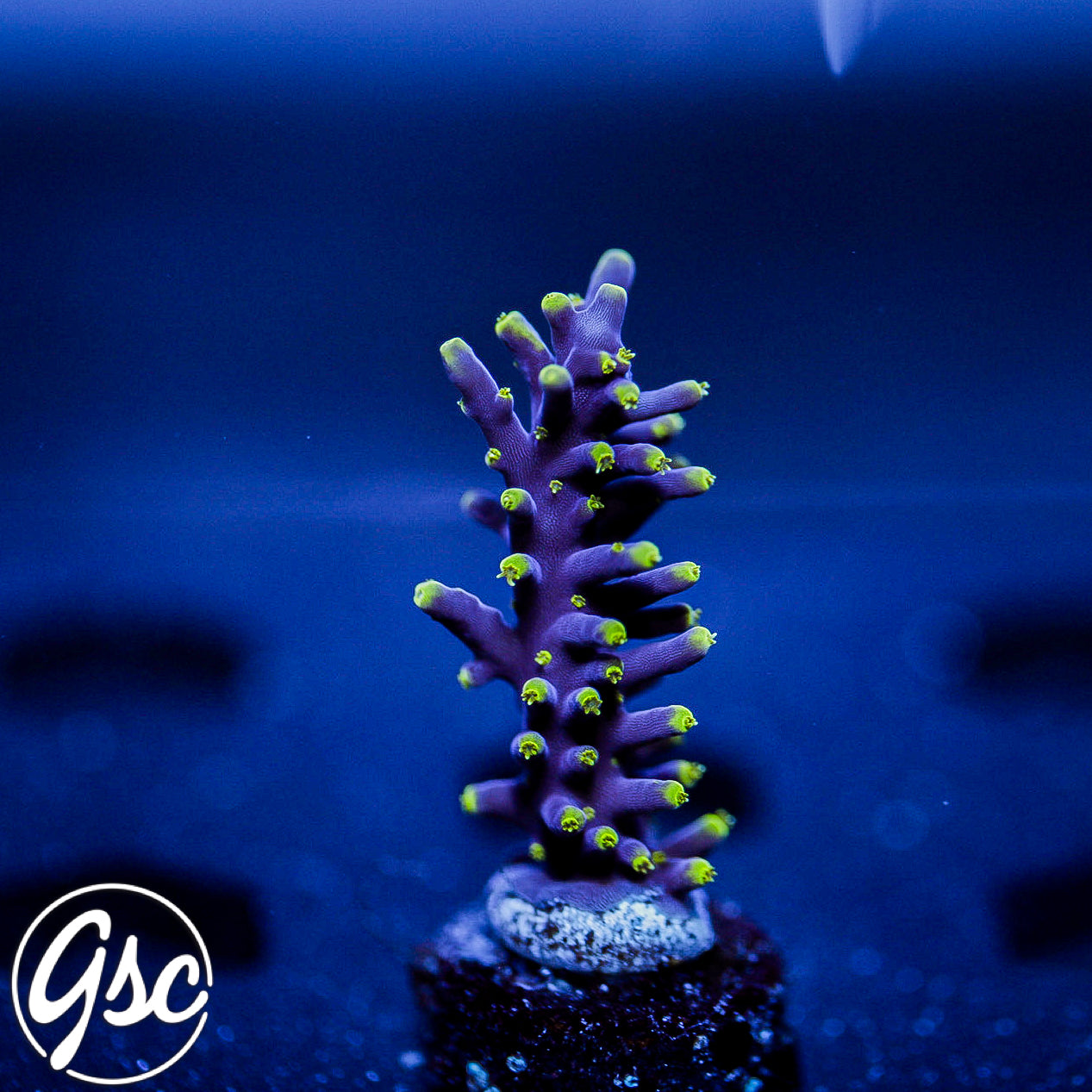 RMF Last Dragon Acro #2