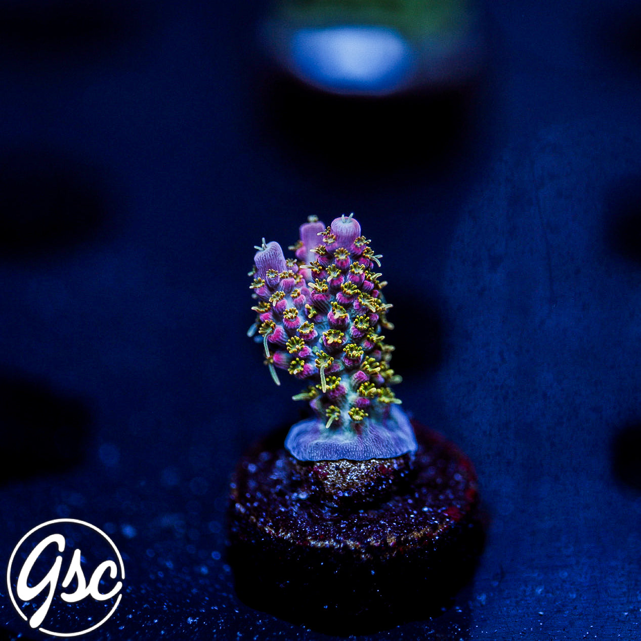 POTO Intergalactic Acro #3