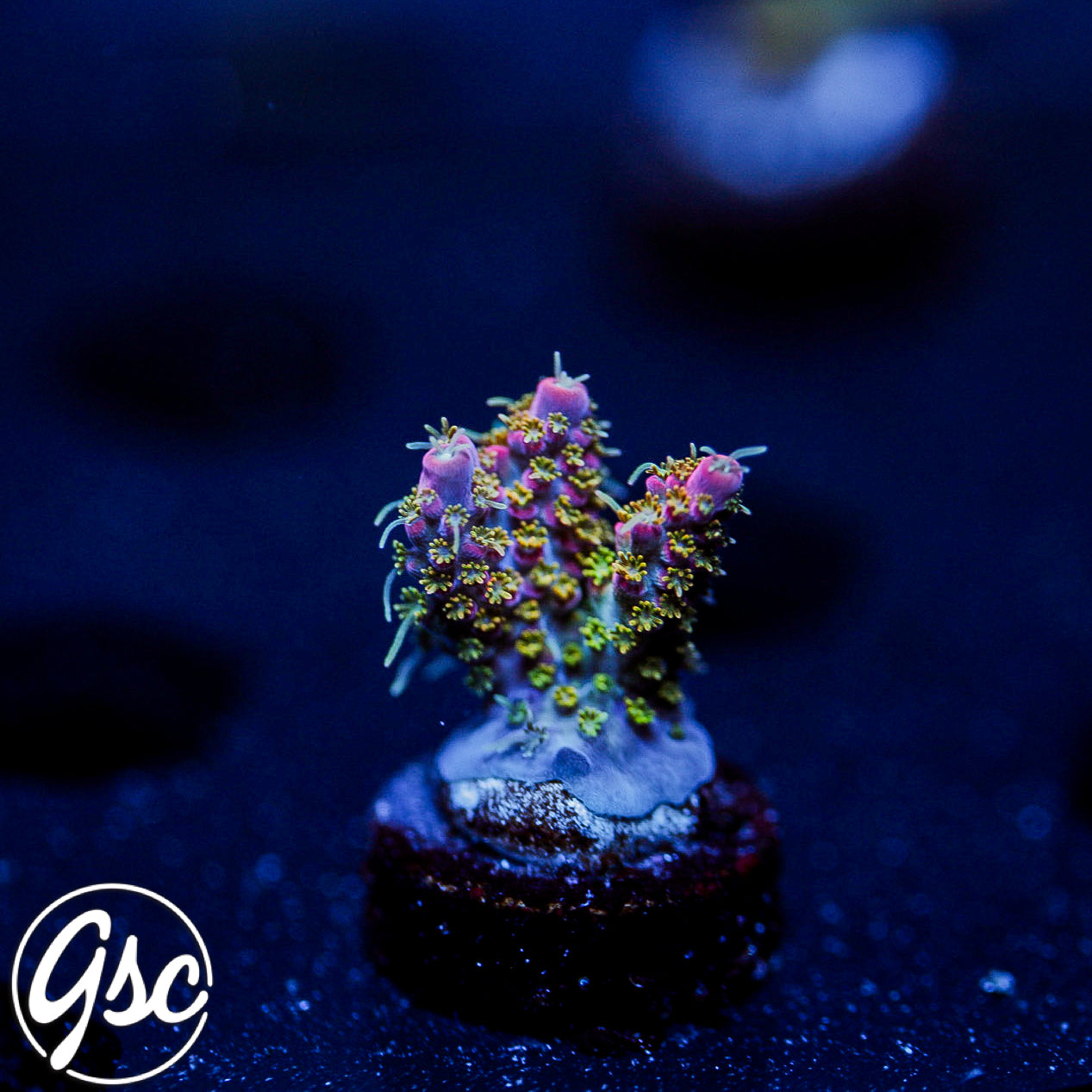 POTO Intergalactic Acro #2