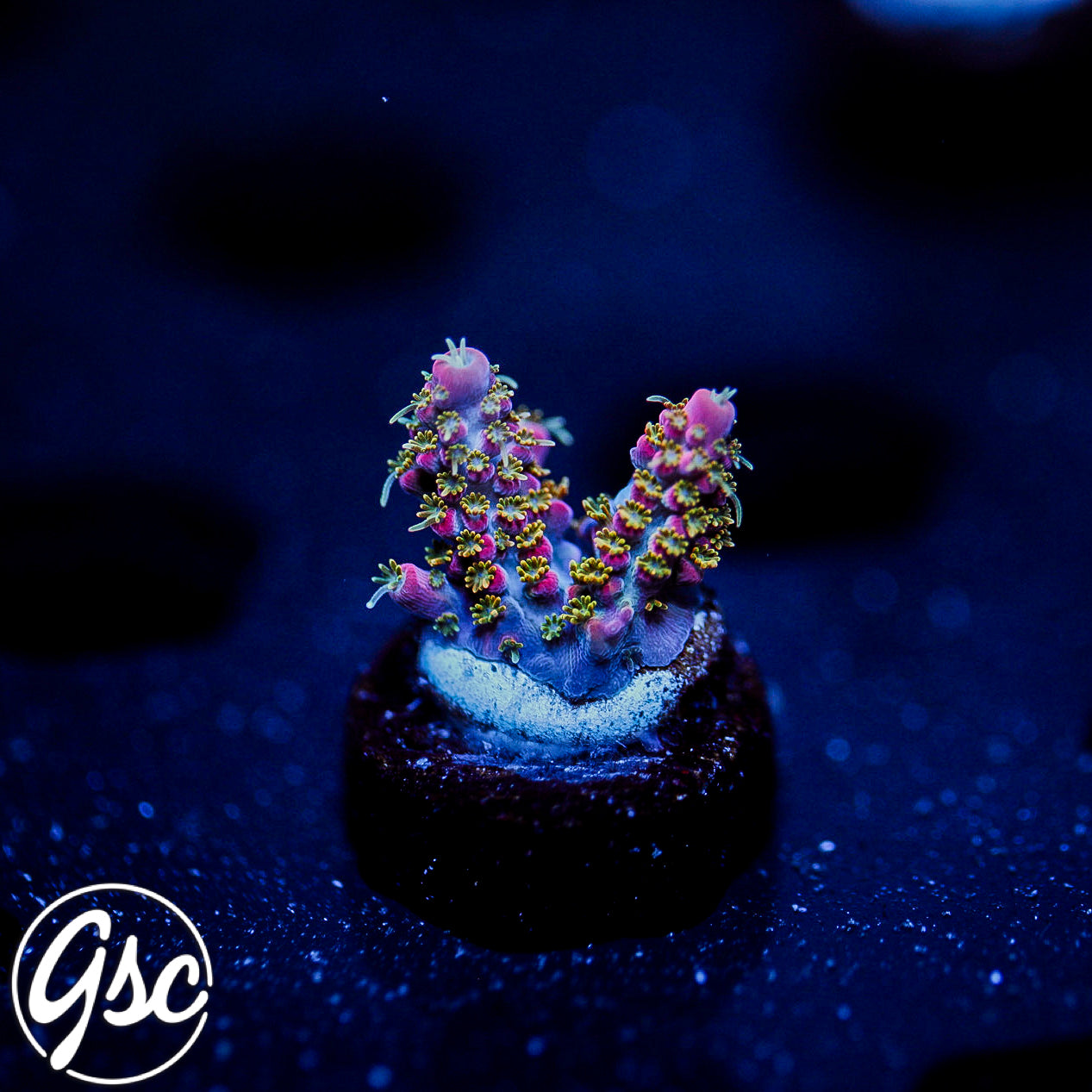 POTO Intergalactic Acro #1