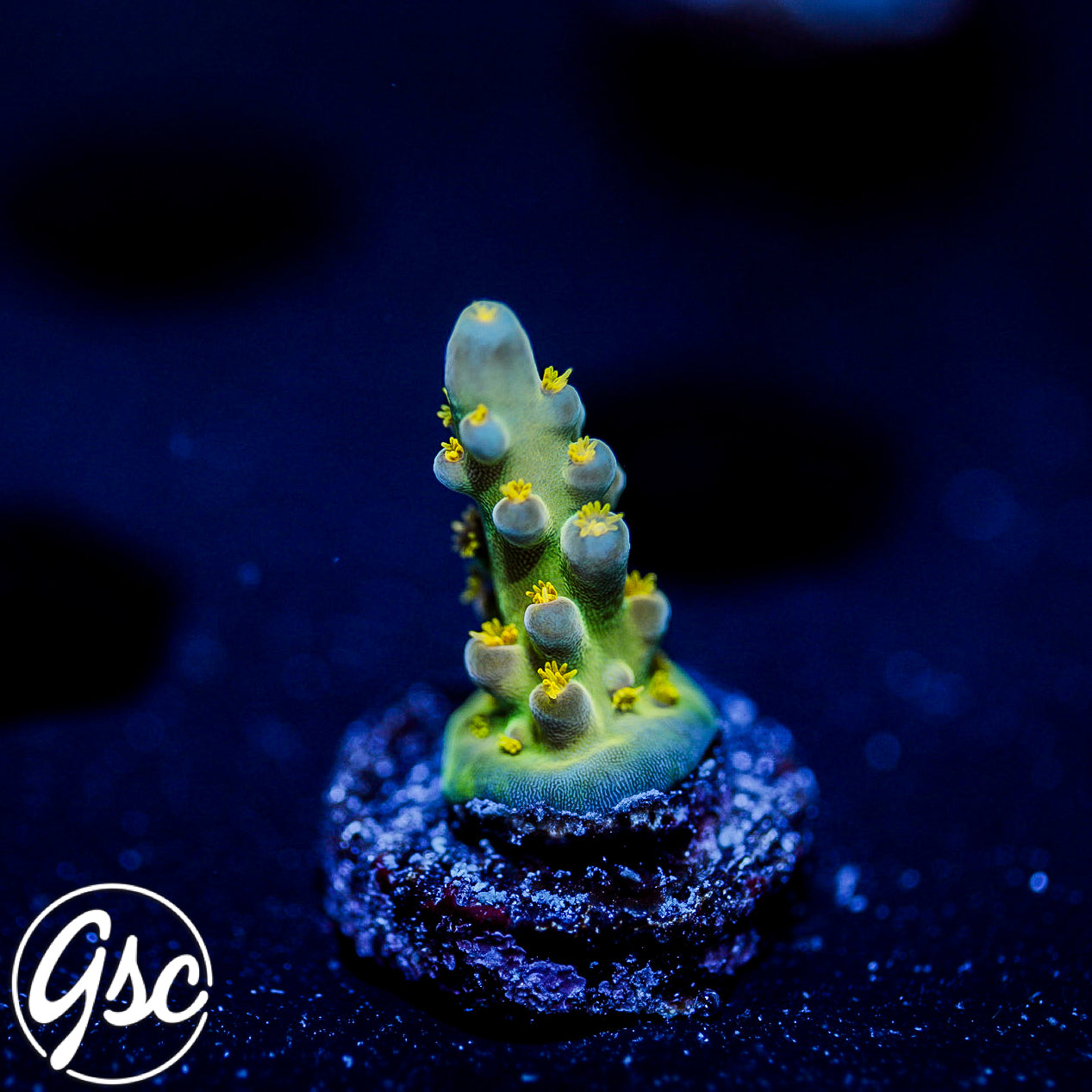 Defugiums Morning Star Acro #3