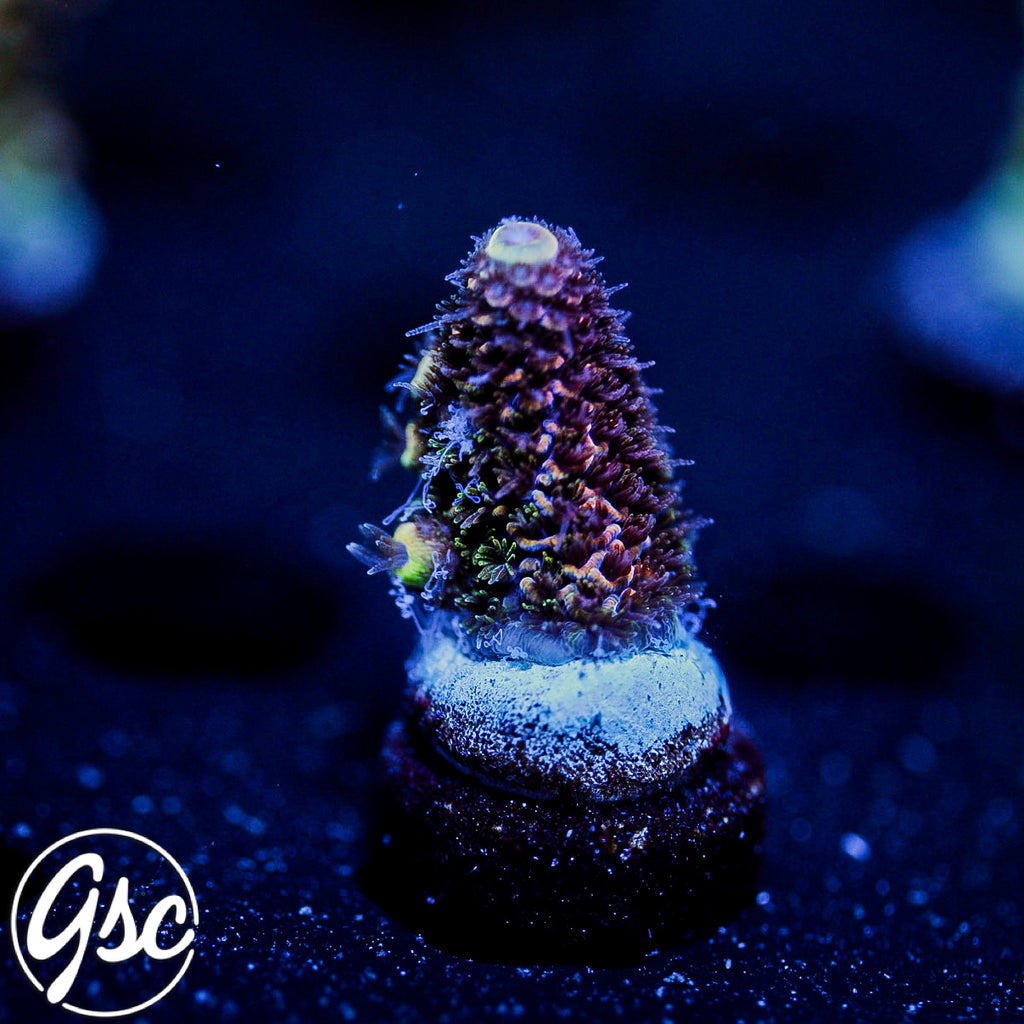 GSC Oppenheimer Acro #3 (New Release)