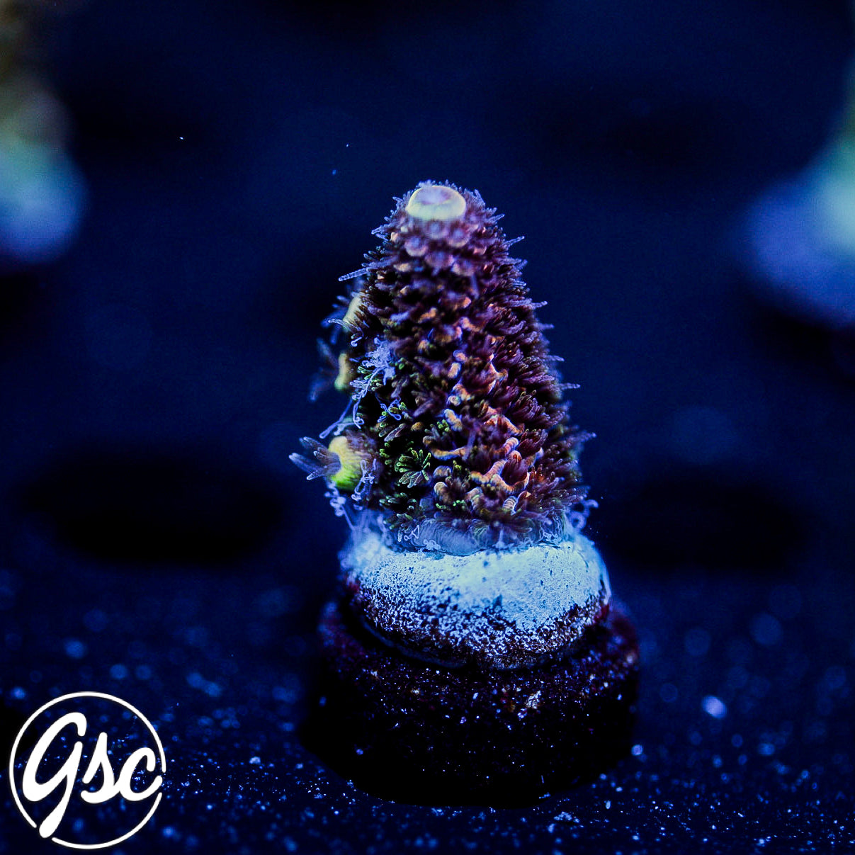 GSC Oppenheimer Acro #3 (New Release)