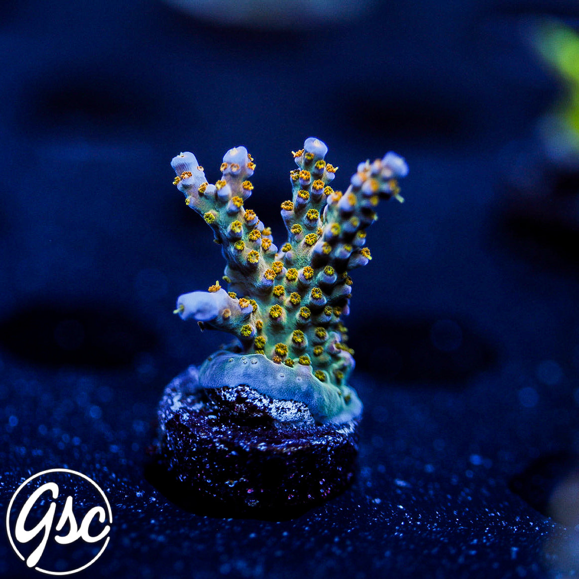 R66 Merlins Staff Acro #1