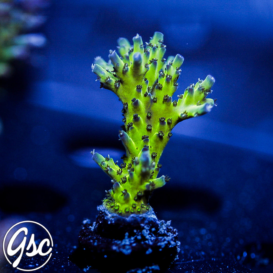 GSC Leonardos Katana Acro #1