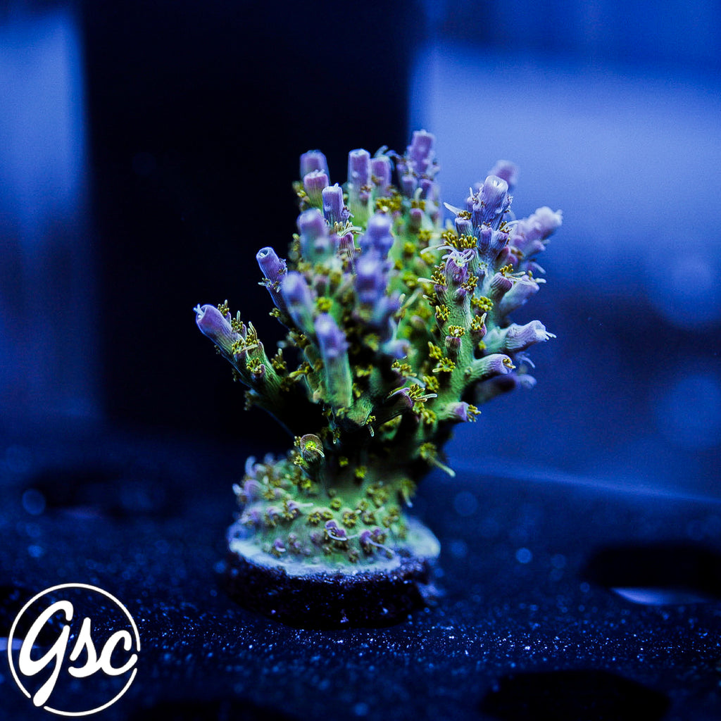 TSA The Fuzz Acro #3