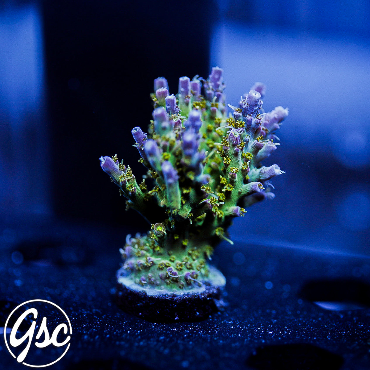 TSA The Fuzz Acro #3