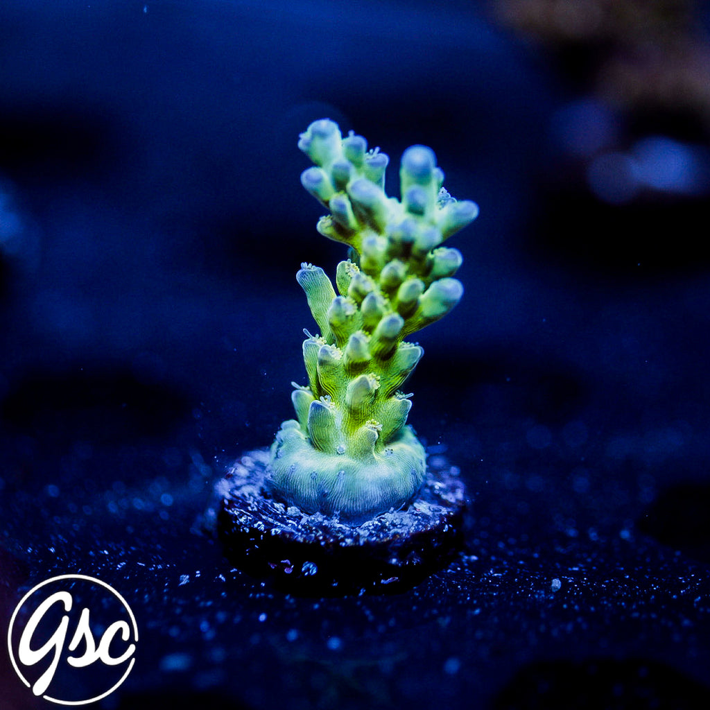 ORA Pearlberry Acro #3