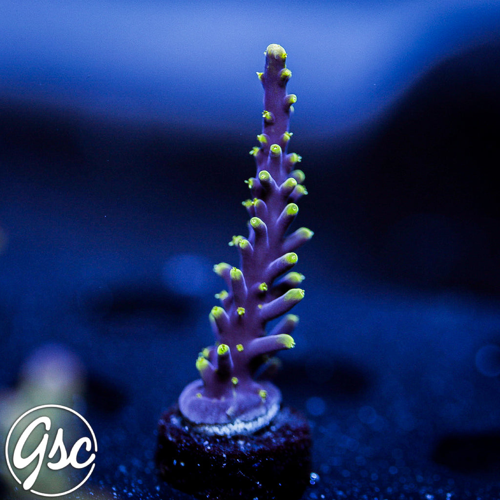 RMF Last Dragon Acro #1