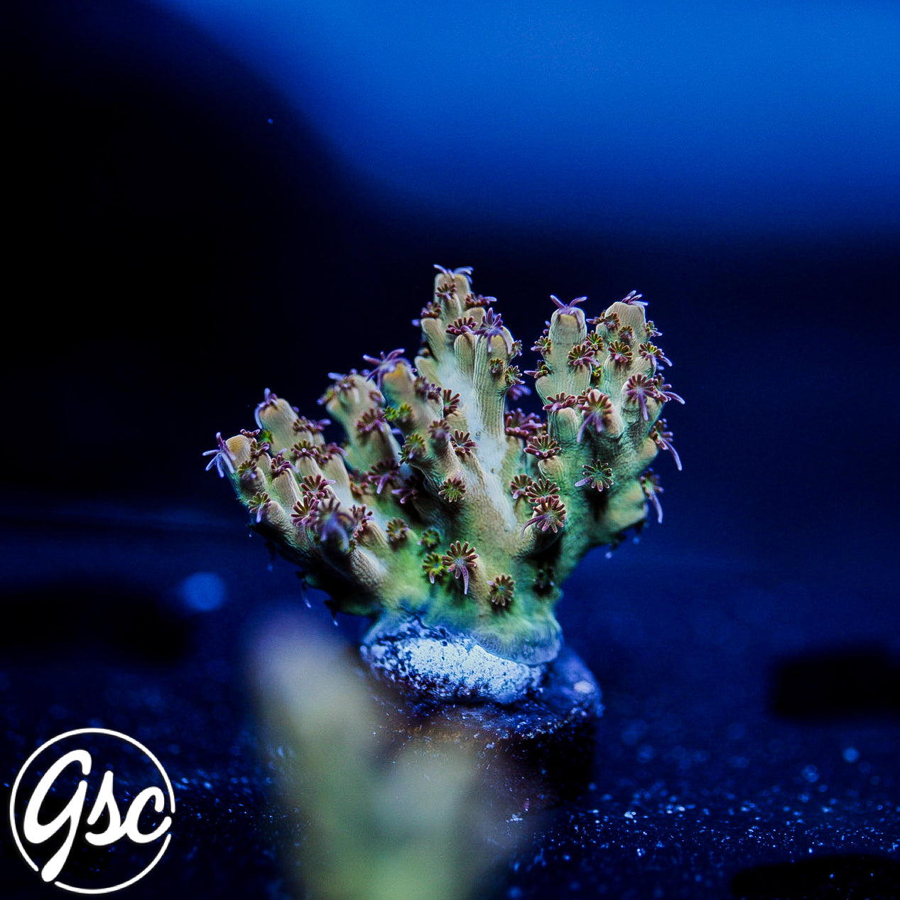 Gregs Unicorn Acro #3