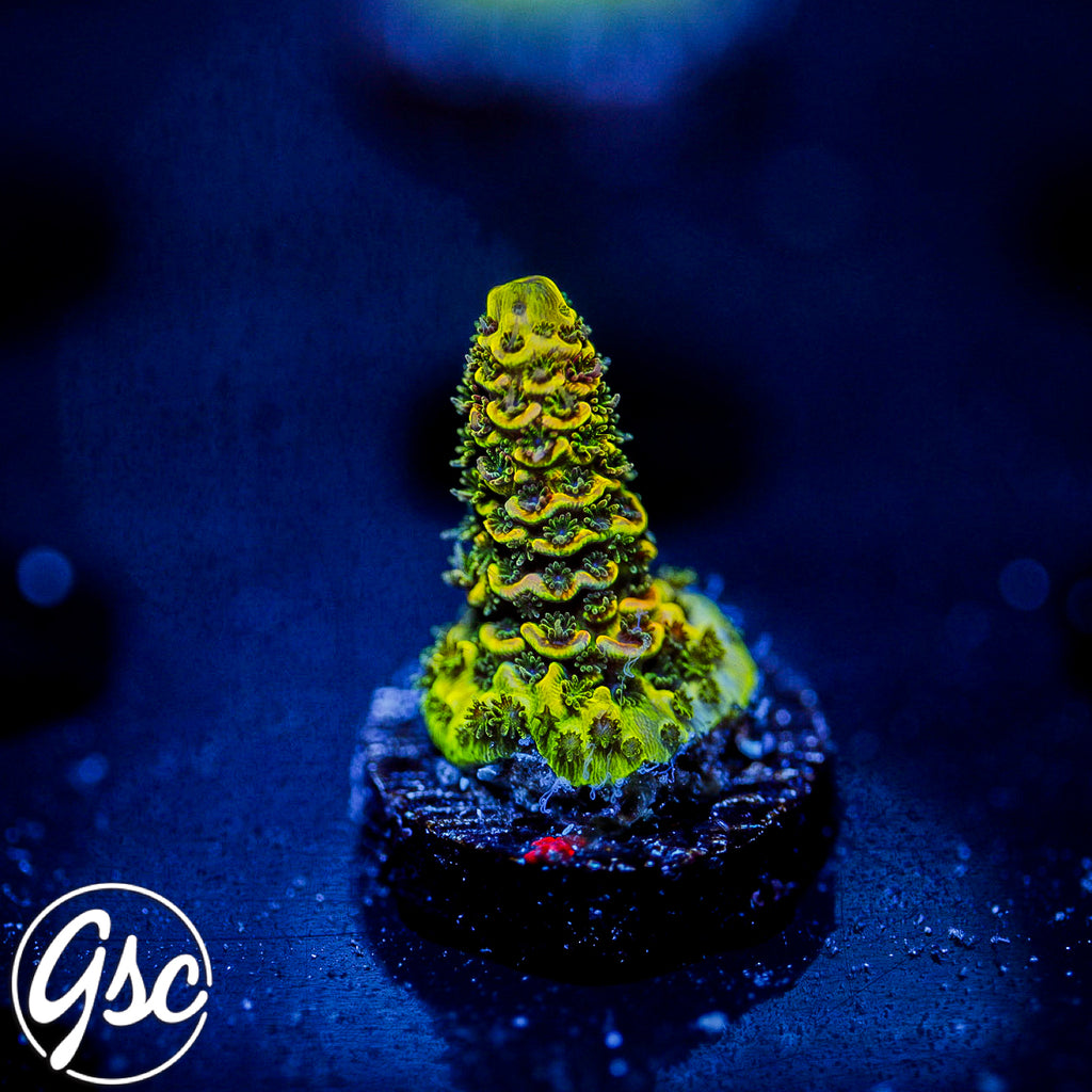 RR Rainbow Splice Millie #1