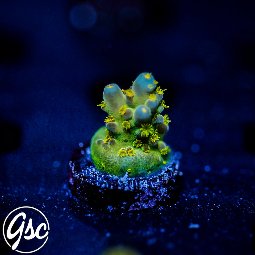 Defugiums Morning Star Acro #1