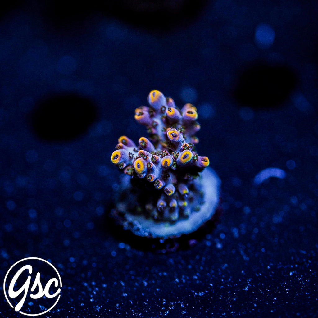 All Delights Ultra Clathrata Acro #3