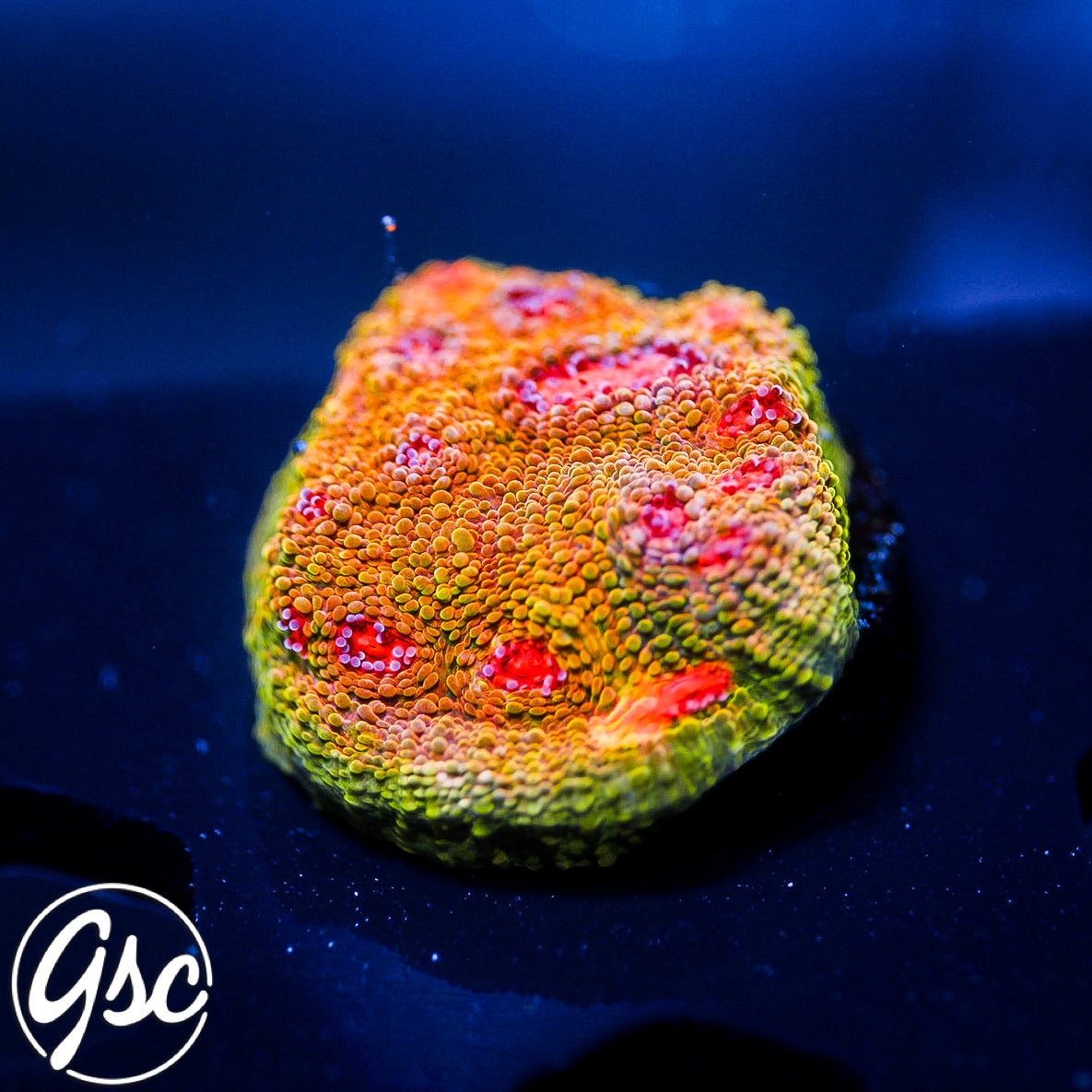 GSC OG Mummy Eye Chalice #2