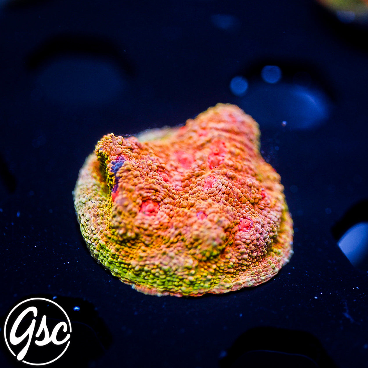 GSC OG Mummy Eye Chalice #3 + Small Graft!