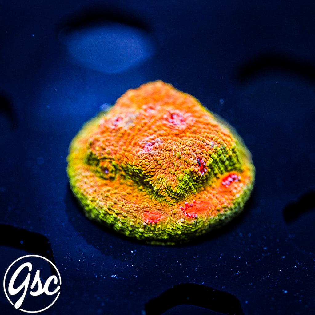 GSC OG Mummy Eye Chalice #1