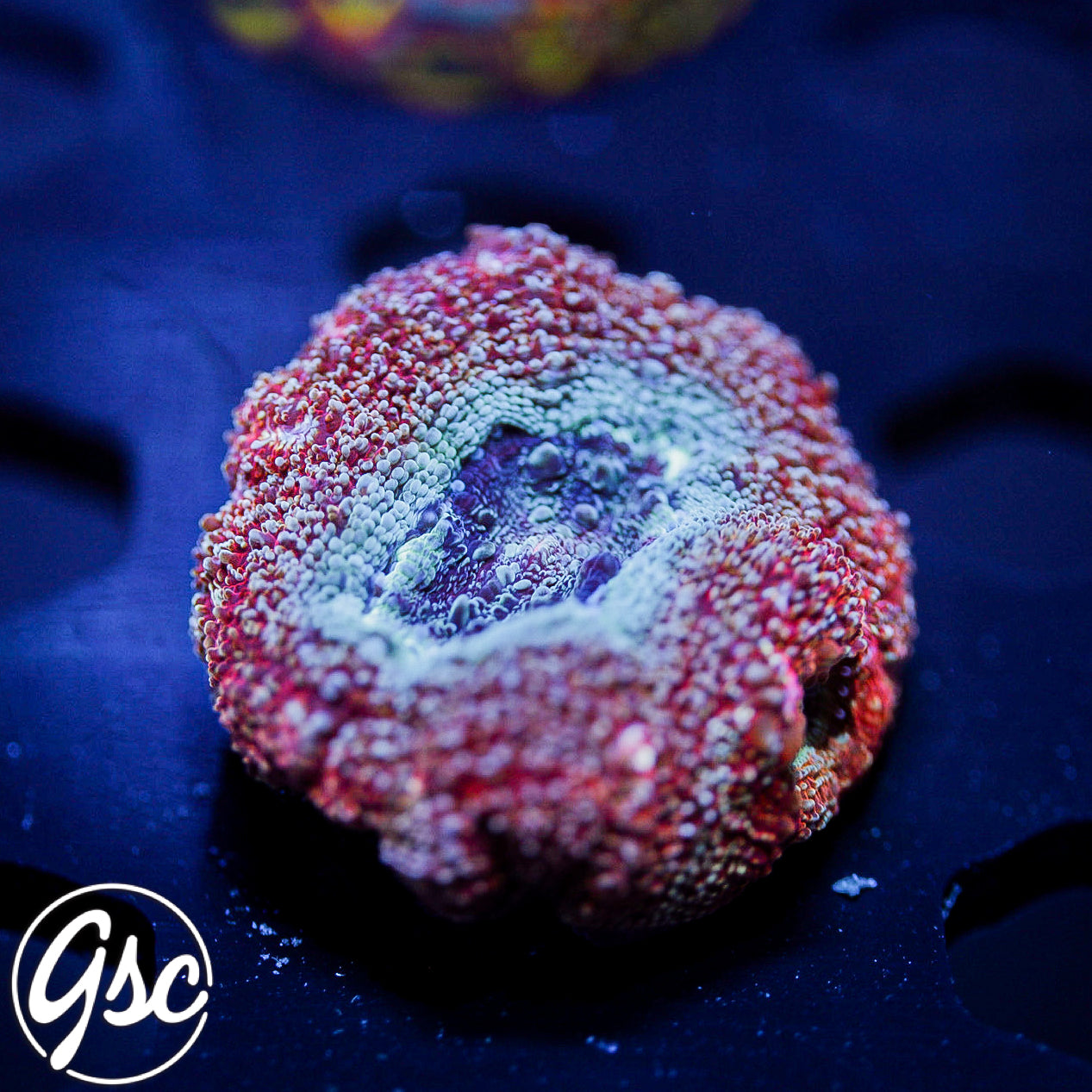 GSC Ruby Bowerbanki #2