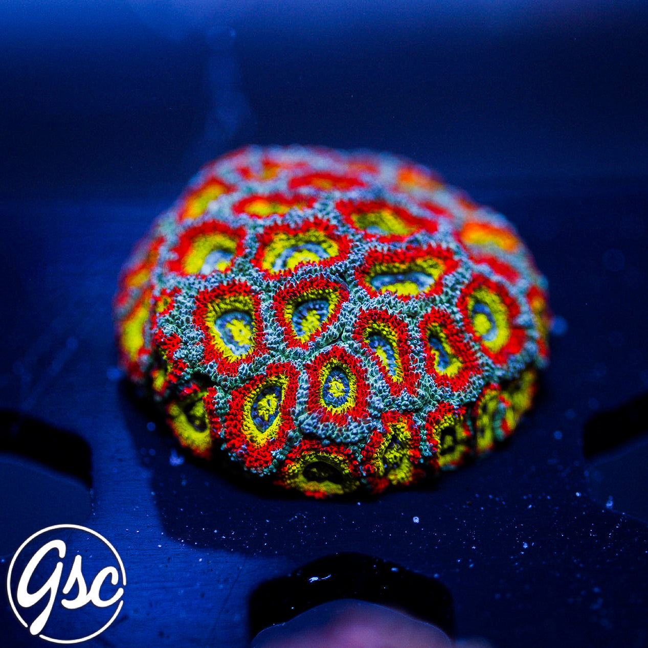 F2M Holy Grail Micromussa #2 Chunky