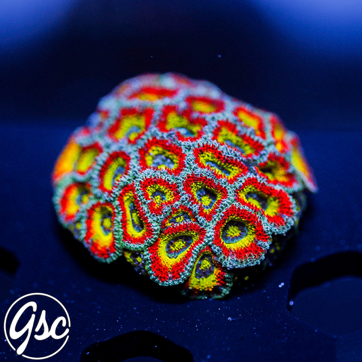 F2M Holy Grail Micromussa #1 Chunky