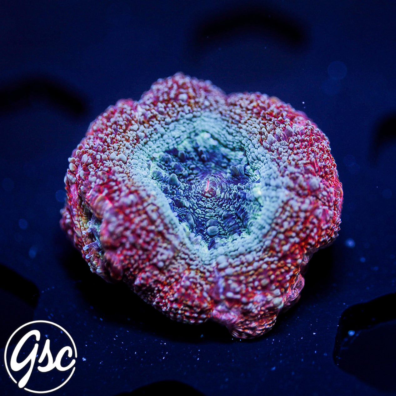 GSC Ruby Bowerbanki #1