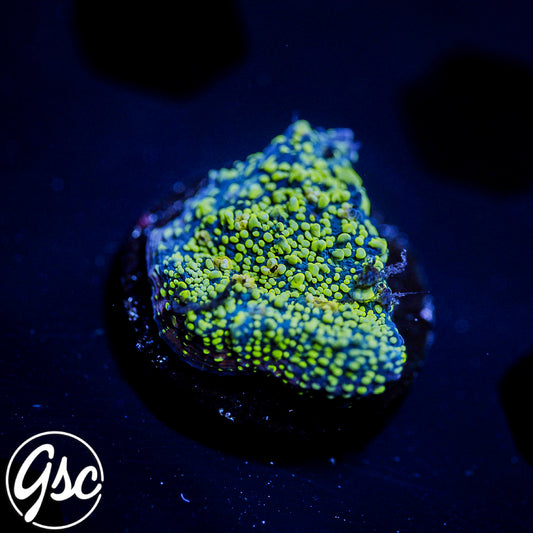 WWC Toxic Avenger Chalice #2