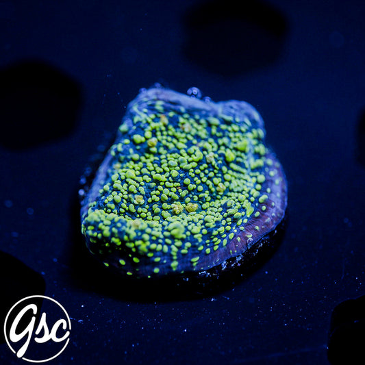 WWC Toxic Avenger Chalice #1